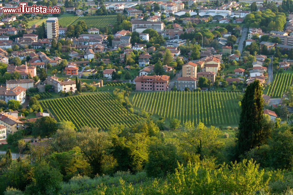 Immagine Vigneti nella zona di Cormonsm area del Collio, Friuli Venezia Giulia