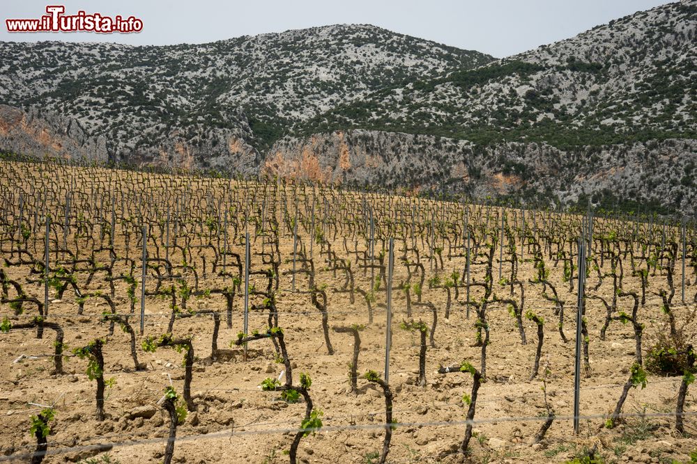 Immagine Vigneti nelle campagne di Dorgali: ci troviamo sulla Strada del Vino Cannonau in Sardegna