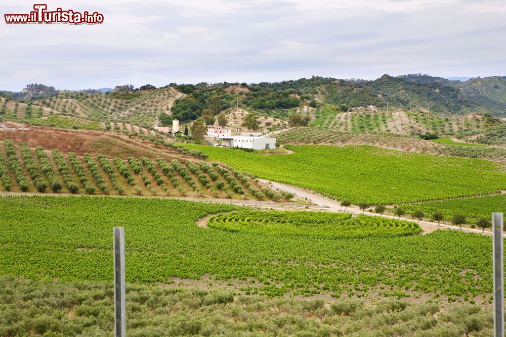 Immagine Vigneti nelle campagne tra Cirò e Cirò Marina in Calabria