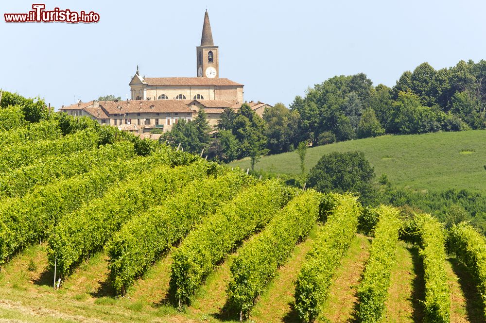 Immagine Vigneti nell'Oltrepò Pavese in provincia di Pavia, Lombardia