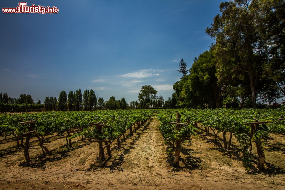 Immagine Vigneti per la produzione del liquore pisco e del vino, Cile.