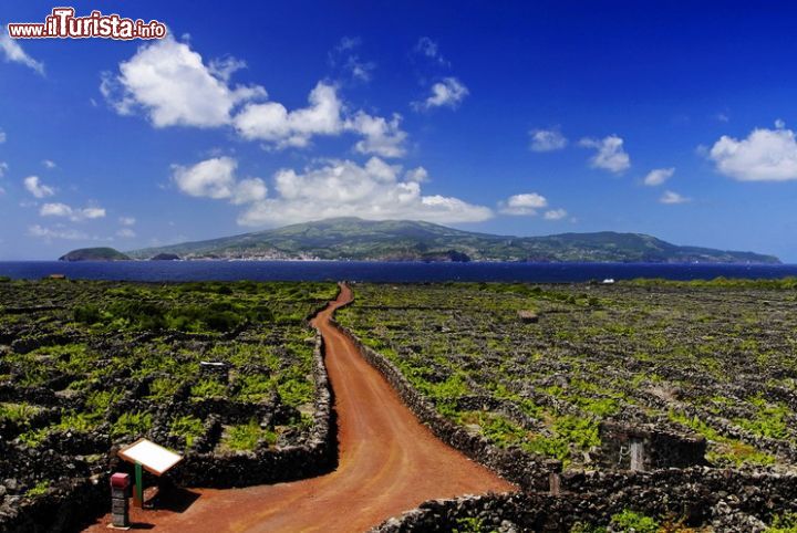 Immagine I grandi campi di origine vulcanica che contraddistinguono il territorio dell'isola, e che la gente chiama "lajidos", formano il Paesaggio della Coltivazione della Vigna dell'isola di Pico, riconosciuto come patrimonio dell'Umanità dall'Unesco nel 2004. In particolare si distinguono i territori nelle località di Lajido da Criacao Velha e Lajido de Santa Luzia. Sul terreno di lava scura si possono osservare i solchi lasciati dalle ruote dei carri trainati dai buoi che trasportavano l'uva e i barili mentre nei porti vicino al mare si vedono le rampe scavate nei pendii per agevolare il trasporto delle botti nelle barche, memoria viva dell'attività vinicola nel tempo - © Rafal Gadomski / Shutterstock.com