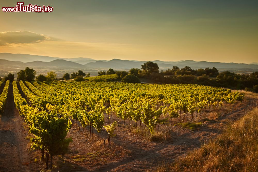 Immagine Vigneti provenzali non lontani da Barjac in Occitania