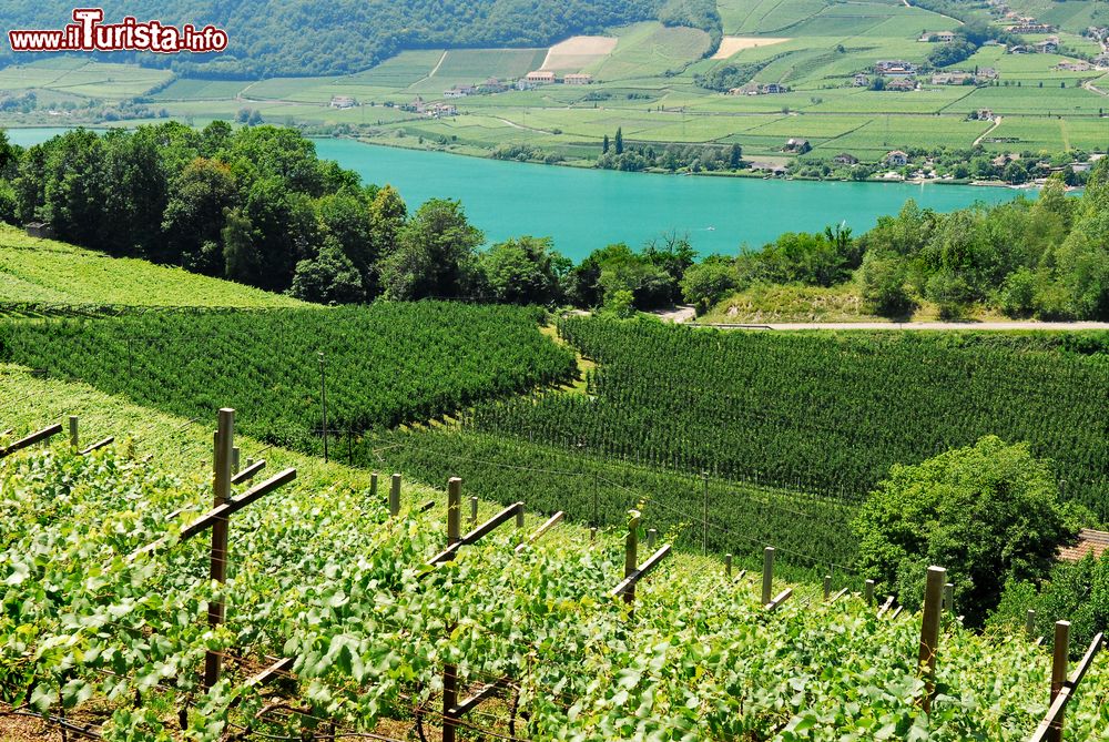 Immagine Vigneti sul lago Caldaro, Trentino Alto Adige. Le coltivazioni di uva si affacciano sulle sponde del lago rendendo il paesaggio ancora più suggestivo.