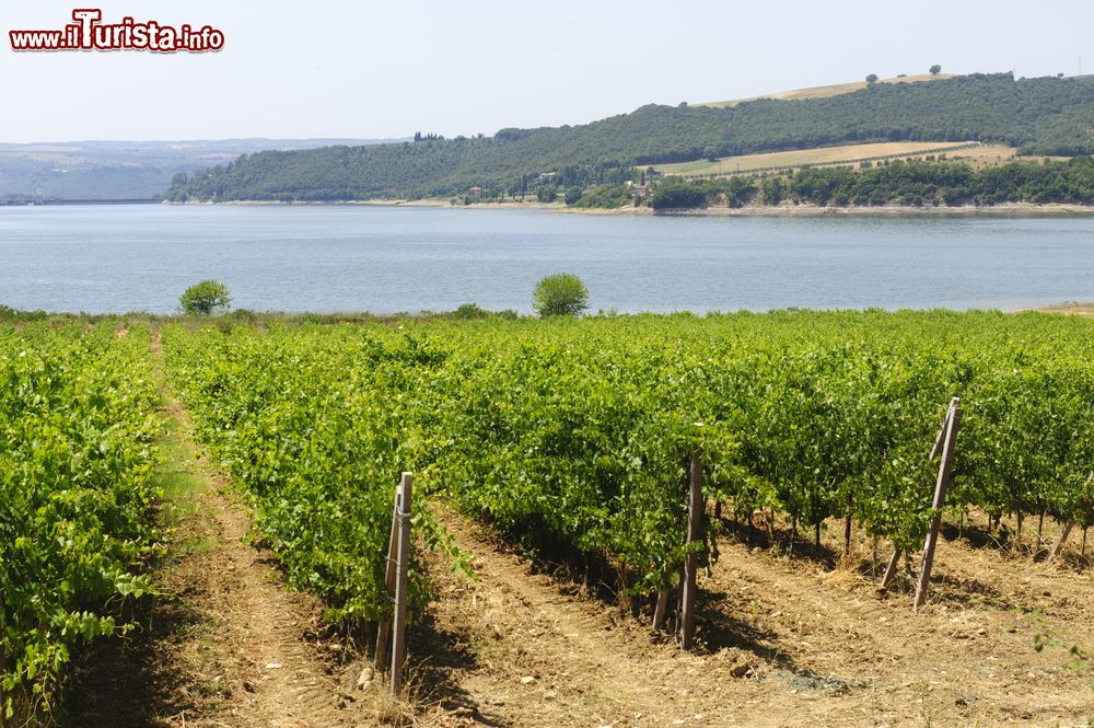 Immagine Vigneti sul lago di Corbara vicino ad Orvieto, in Umbria 
