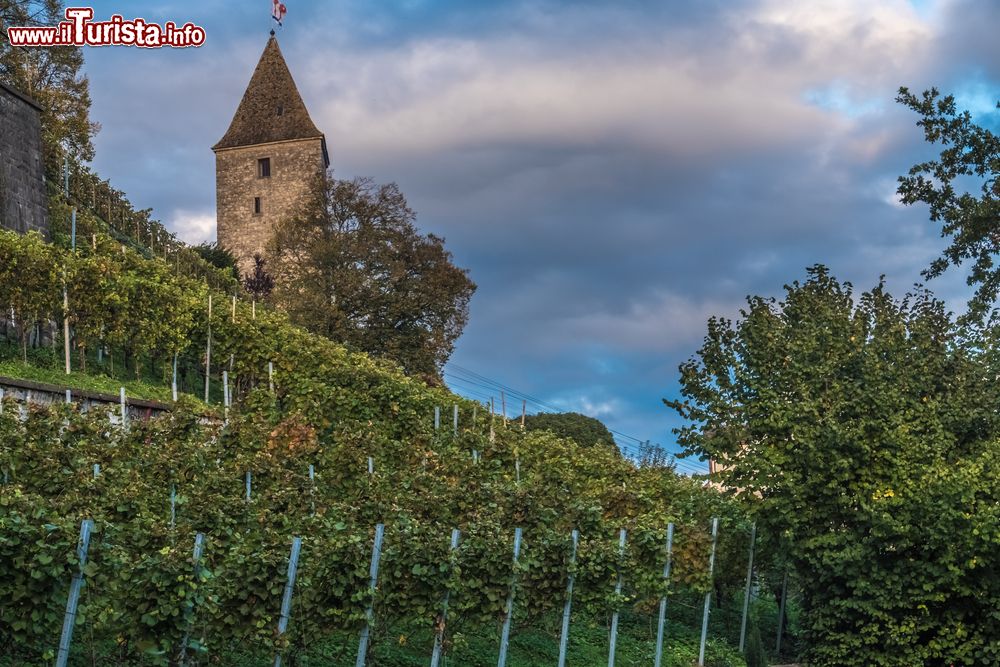 Immagine Vigneti sulle colline di Rapperswil-Jona, Svizzera, con uno scorcio del castello medievale sullo sfondo. 