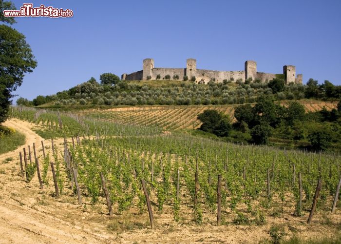 Immagine I vigneti toscani del Borgo di Monteriggioni (Italia) - Monteriggioni e il suo borgo si erigono in maniera superba su colline abbracciate da vigneti. Qui si respira una natura tipicamente toscana, libera e rigogliosa. Bellissimi poi gli ulivi che circondano le coltivazioni di uva, poiché ricordano una tradizione rimasta attuale e che determina anche il successo della località, oltre ovviamente alla sua conformazione edilizia - © PMUK / Shutterstock.com