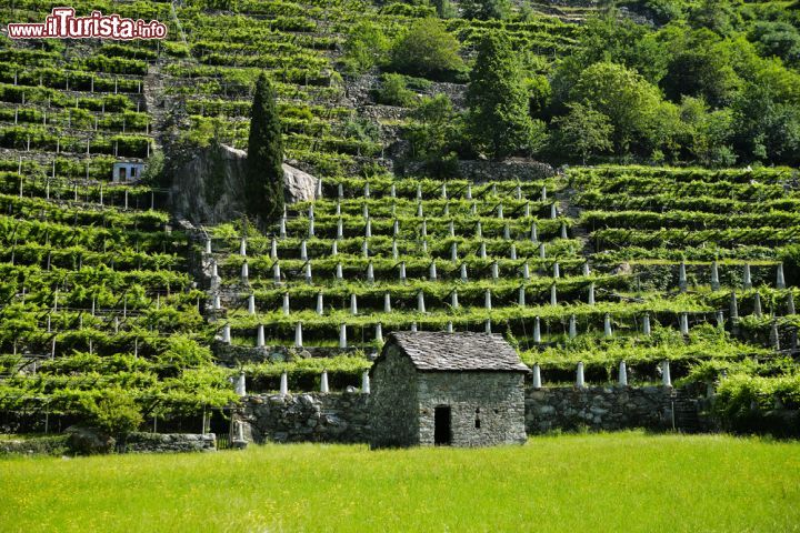 Immagine Vigneti tra Verres e Pont Saint Martin in Valle d'Aosta - © FocusLuca / Shutterstock.com