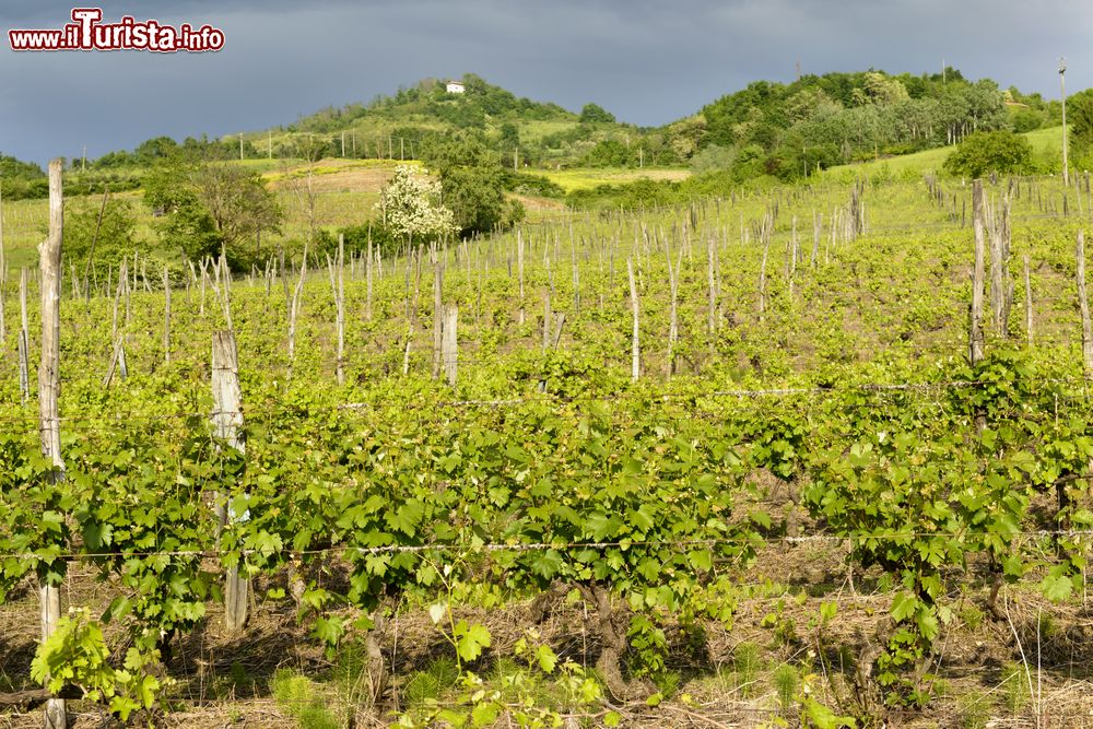 Immagine Vigneto a Volpedo, Piemonte, Italia. Un'immagine primaverile delle coltivazioni di vite sulle verdi colline nei pressi di Tortona.