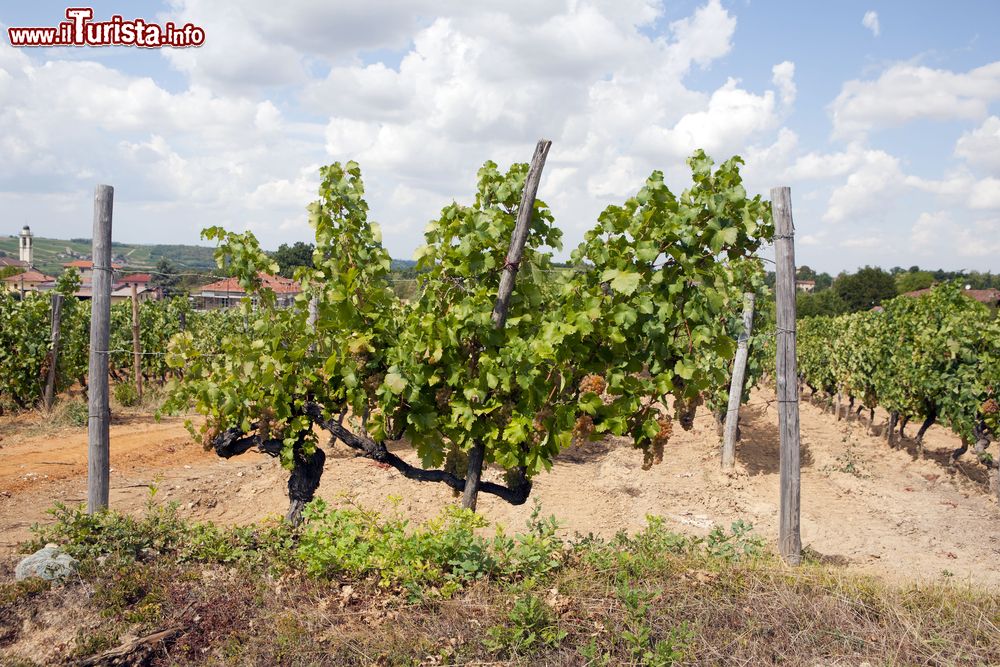 Immagine Vigneto di Cabernet Sauvignon nei dintorni di Gavi in Piemonte