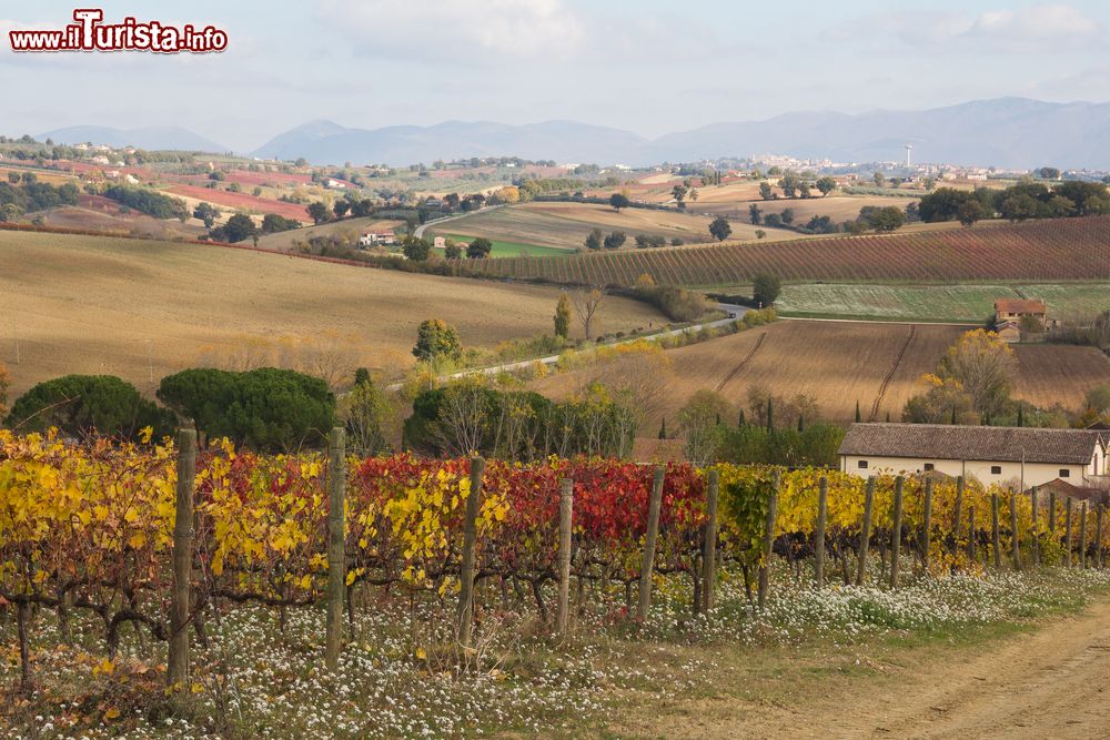 Immagine Vigneto in autunno vicino a Montefalco, Umbria. La Strada del Sagrantino offre scorci suggestivi sulle infinite distese di vigneti e uliveti nei dintorni del borgo.