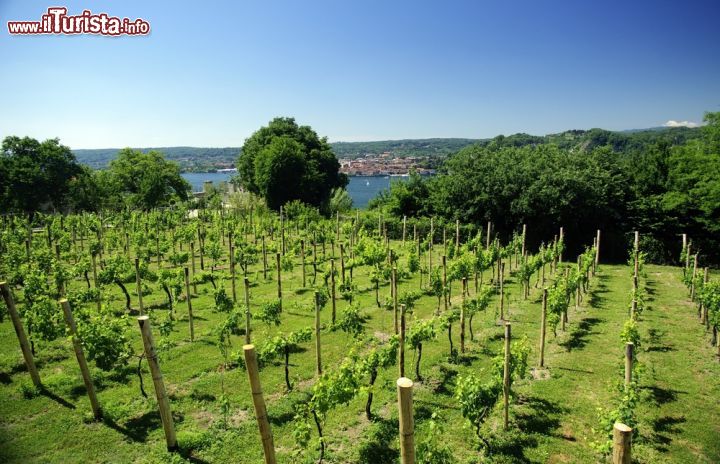 Immagine Un vigneto nei pressi del castello di Angera in Lombardia, siamo sulla sponda sud orientale del Lago Maggiore - © ART-visual, Rosa Amato / Shutterstock.com