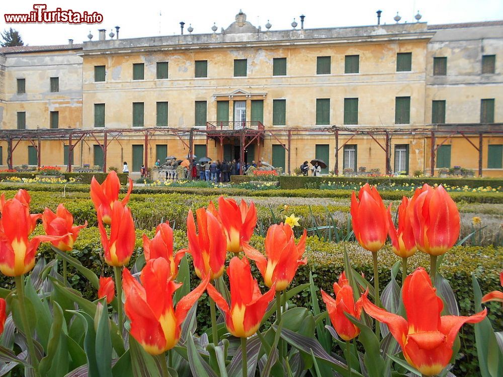 Immagine Villa Pisani a Vescovana: la fioritura dei tulipani a Vescovana