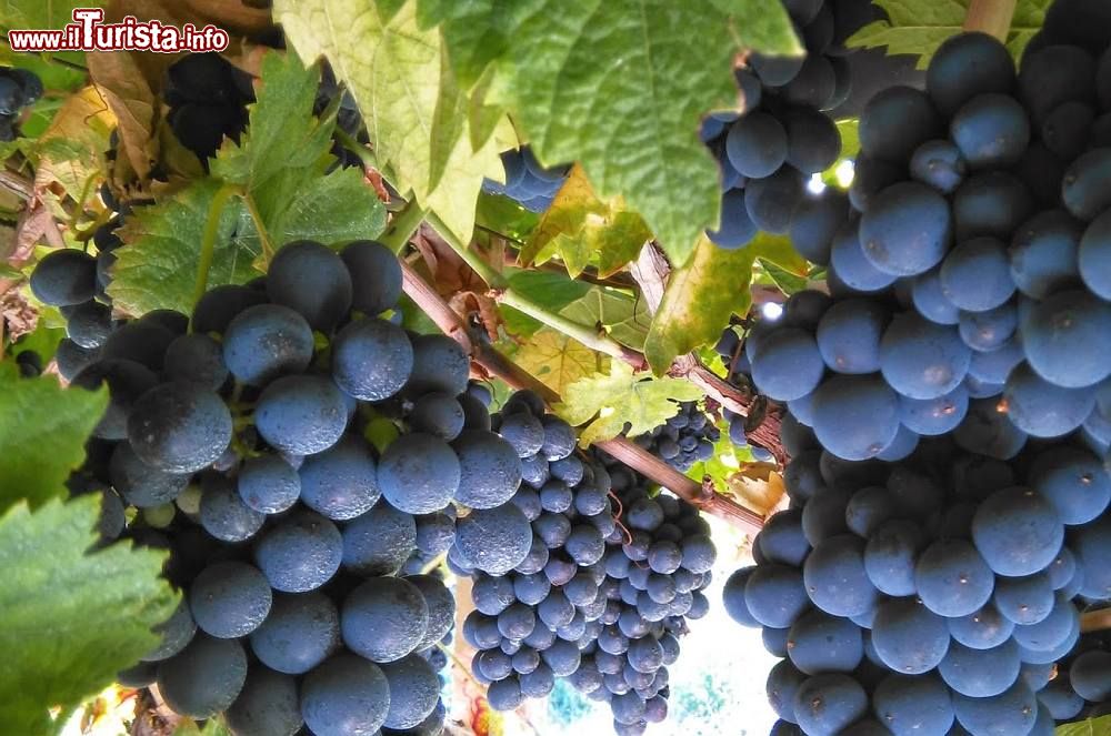 Immagine Vino nel Molise lungo la Strada del Biferno