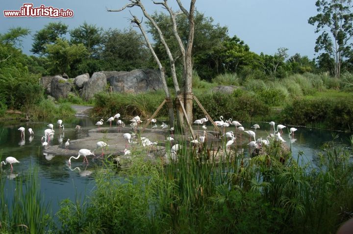 Immagine Visitare Sea World Park a Orlando, Florida - Il lago con i fenicotteri è una delle attrazioni che si possono ammirare al Sea World Park di Orlando © Albo / Shutterstock.com