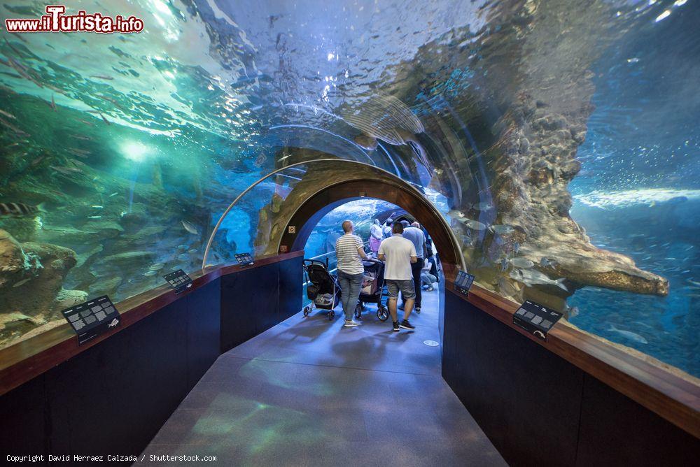 Immagine Visitatori all'acquario di San Sebastian, Paesi Baschi, Spagna. Situato nell'area portuale, è caratterizzato dal tunnel panoramico in vetro che attraversa l'oceanario dove si possono ammirare oltre 3 mila pesci - © David Herraez Calzada / Shutterstock.com