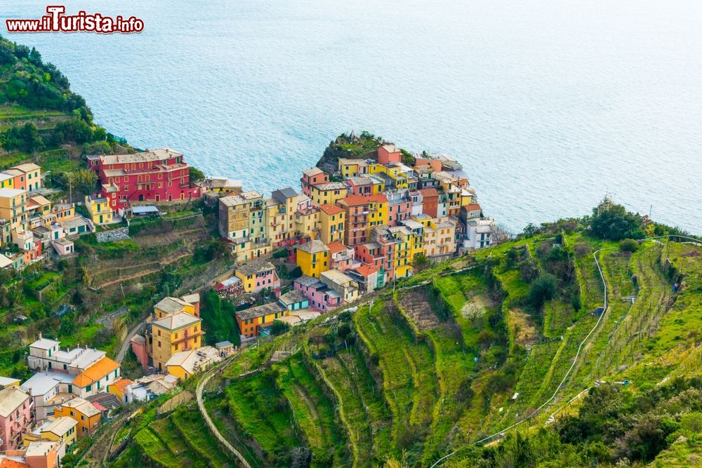 Immagine Vista aerea di Manarola con i terrazzamenti delle Cinque Terre, e il mare della Riviera di Levante, in Liguria