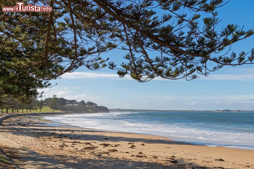 Immagine Vista sulla spiaggia di Torquay lungo la passeggiata alberata di Norfolk Pine nel Victoria, Australia.