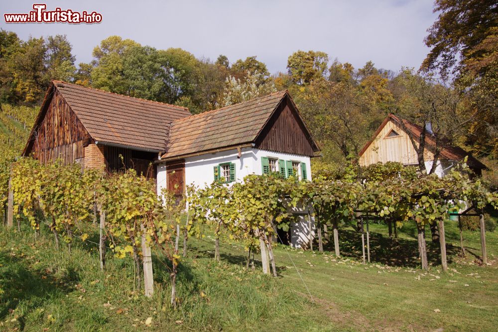 Immagine Viti e tipiche case in legno nelle campagne di Bad Radkersburg, Stiria, Austria. 