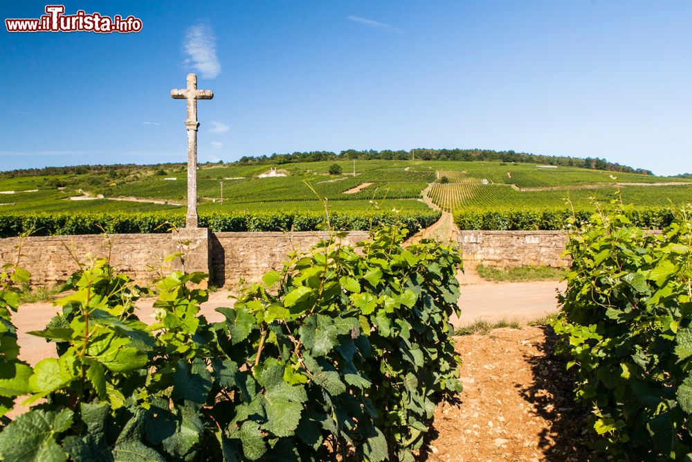 Immagine Vitigni di Pinot Nero nelle campagne di Savigny les Beaune in Borgogna