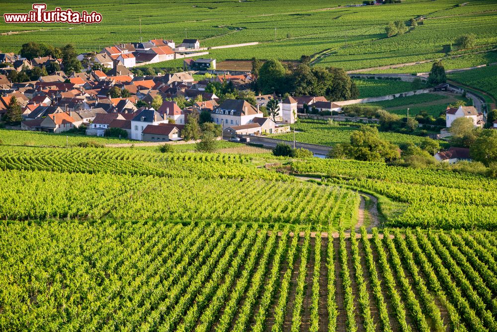 Immagine Vitigni di Pommard nelle campagne di Beaune, Francia.