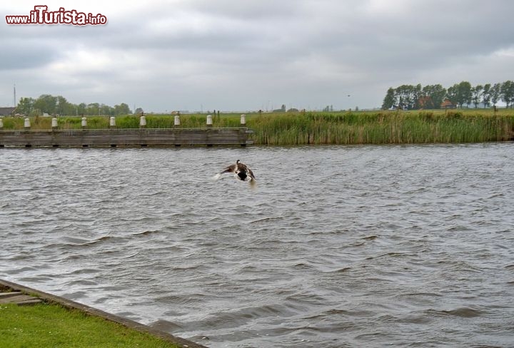 Immagine Volo di una anatra lungo il fiume di Sloten in Olanda