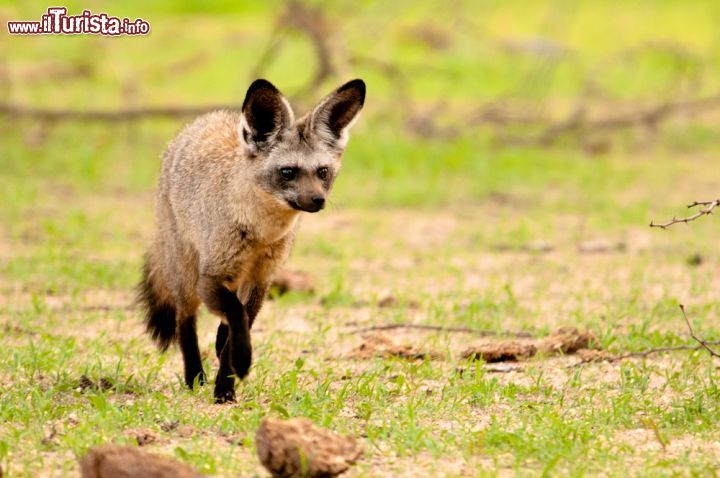 Immagine Un bell'esemplare di volpe fotografato nel parco di Ruaha in Tanzania. Questo piccolo canide con il muso appiattito, orecchie larghe e coda pelosa, ha mantello grigio o arancio rossiccio ma anche bianco, giallo o nero a seconda della specie - © Andrew Molinaro / Shutterstock.com