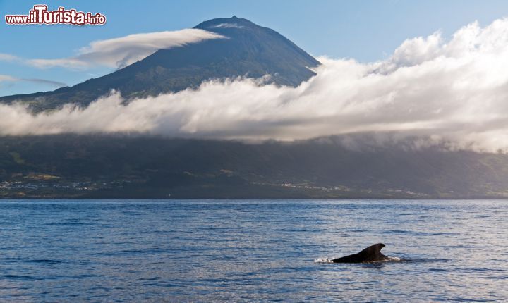 Immagine In quest'isola portoghese l'abbondanza e la diversità di specie di cetacei è straordinaria: più di 20 varietà di balene e delfini frequentano quelle acque o vi transitano durante le rotte di migrazione. Storicamente teatro della caccia al capodoglio, negli anni '80 le Azzorre hanno mutato radicalmente la loro direzione diventando un esempio di quanto sia ecologicamente ed economicamente più sostenibile osservare i cetacei piuttosto che cacciarli. Da marzo a ottobre è possibile recarsi a Pico per incontrare ed ammirare da vicino balenottere azzurre, capodogli, delfini, zifidi e molti altri cetacei - © Dennis van de Water / Shutterstock.com