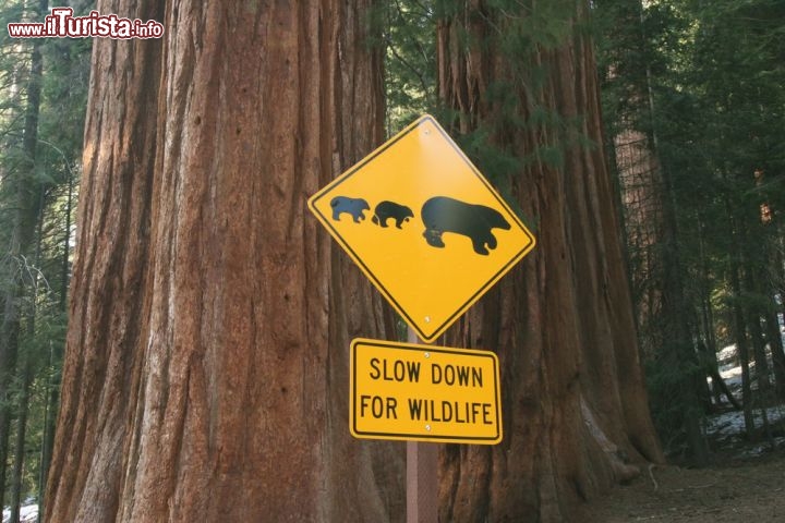 Immagine Cartello attraversamento orsi all'interno del Parco Sequoia Kings Canyon in California - © urosr / Shutterstock.com