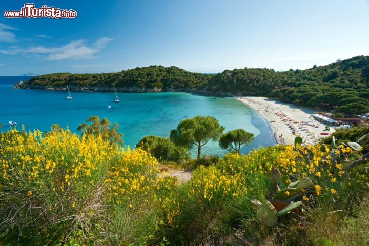 Immagine Un bel panorama di Fetovaia, una delle spiagge più amate dell'Isola d'Elba (LI, Toscana), lungo la costa sud-occidentale dell'isola. Tutt'intorno la macchia mediterranea diffonde nell'aria il suo profumo: l'odore pungente di pino marittimo e il profumo dolce della ginestre si fondono alla brezza salata - © Luciano Mortula / Shutterstock.com