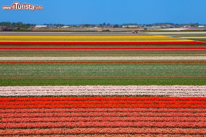 Immagine Lo spettacolo dei campi fioriti olandesi a primavera. Strice si tulipani ed altri fiori creano affasicanti geometrie nei dintorni di Lisse, Zuid Holland - © Sandra van der Steen / Shutterstock.com