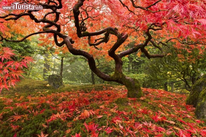 Immagine Foliage Giappone Autunno parco urbano albero di acero - © Jason Vandehey / Shutterstock.com