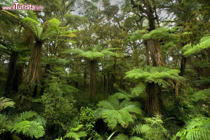 Immagine la foresta Pluviale dei Catlins: ci troviamo ad est di Invercagill, Isola del Sud, Nuova Zelanda - © Bildagentur Zoonar GmbH / Shutterstock.com