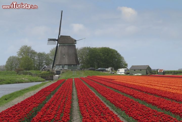 Immagine Un Mulino a Vento ed una distesa di rossi tulipani a Lisse, in Olanda - © bengy / Shutterstock.com