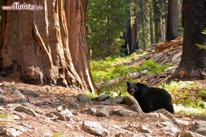 Immagine Un orso nero (Black Bear) sorpreso all'interno del Parco nazionale di Sequoia - Kings Canyon negli USA - © Nickolay Stanev / Shutterstock.com