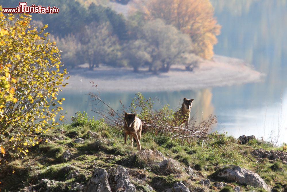 Immagine A Civitella Alfedena e sulle rive del Lago di Barrea è facile incontrare il lupo
