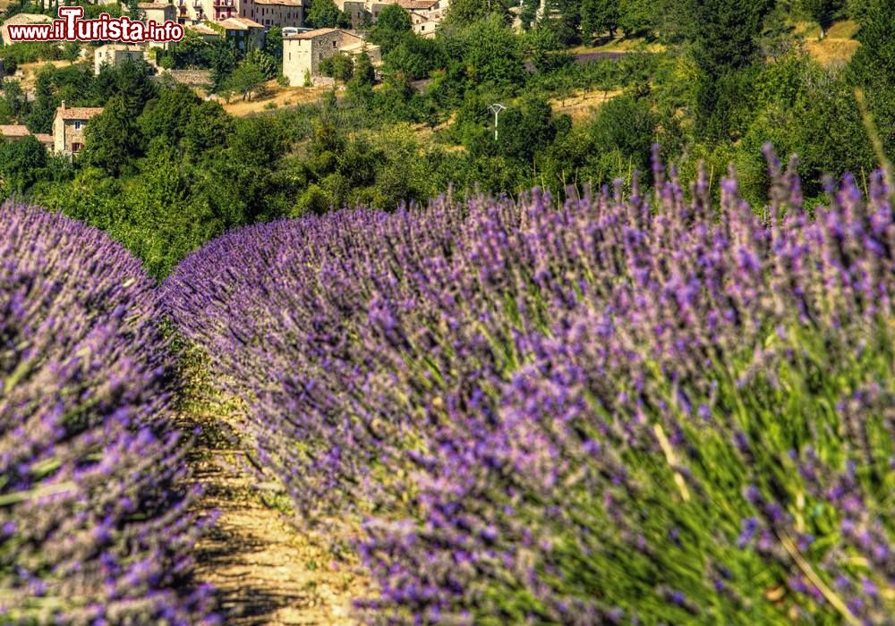 Immagine Campo di lavanda in Liguria, vicino al confine con la Francia.