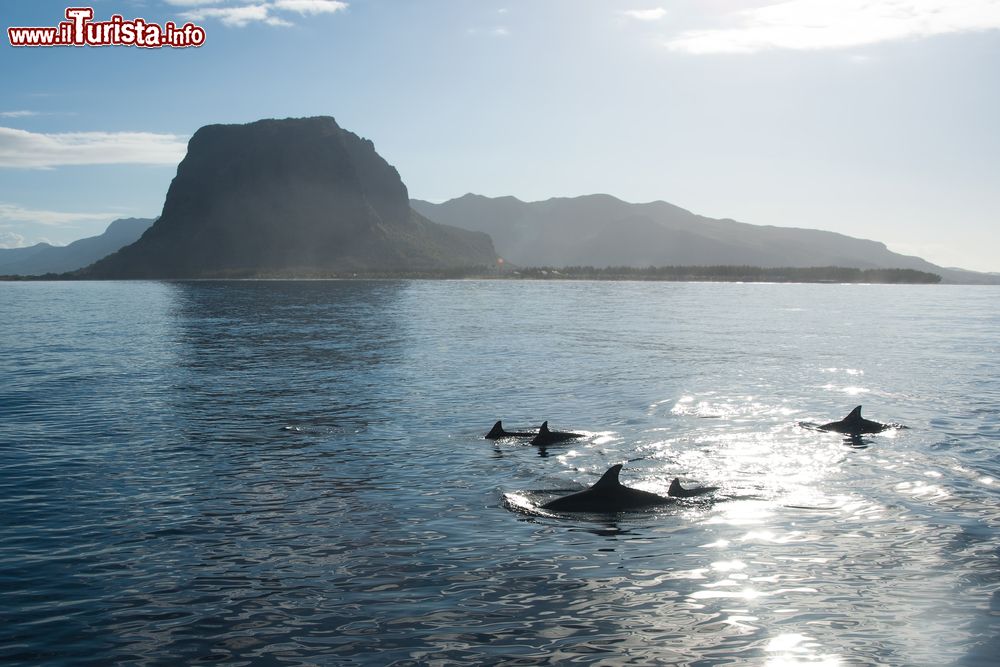 Immagine Escursione in barca per vedere i delfini a Mauritius. in genere le imbarcazioni salpano dal porto di La Preneuse, costa occidentale.