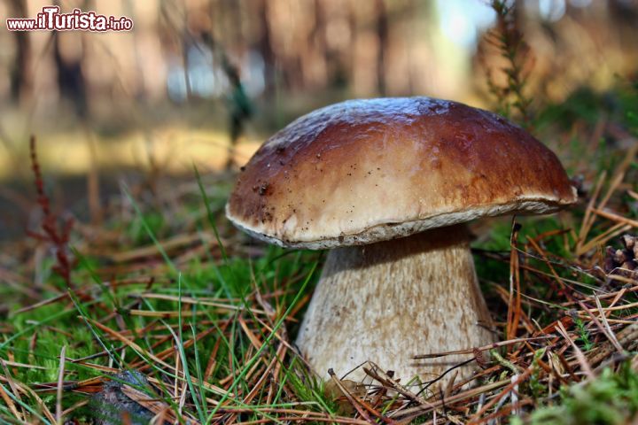 Immagine Un fungo pocino: il boletus edulis è tipico nella Val Stura e viene celebrato con la Sagra del Fungo che si svolge in settembre a Masone