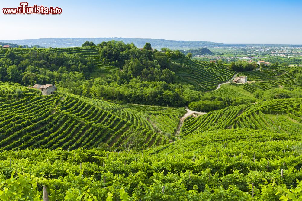 Immagine I vigneti intorno a Valdobbiadene in Veneto, nella terra del vino Prosecco.