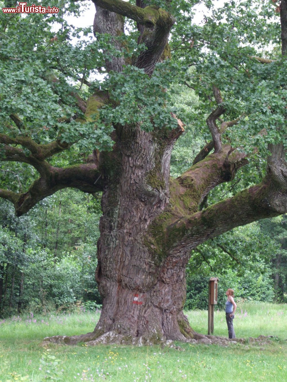Immagine La quercia millenaria di Bad Blumau in Austria - © Claus Ableiter - CC BY 3.0, Wikipedia