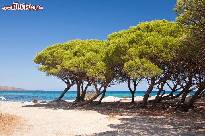 Immagine Il mare, la spiaggia e la pineta di Budoni in Sardegna. I pini marittimi danno conforto ai bagnanti durante le ore più calde della giornata - © Jenny Sturm / Shutterstock.com