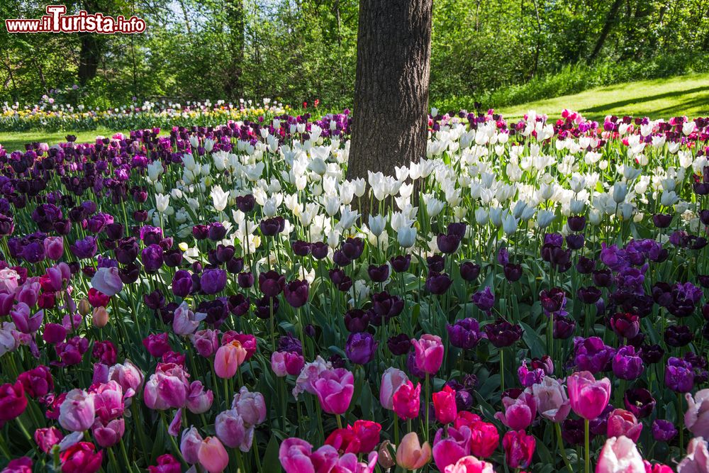 Risultati immagini per CASTELLO DI PRALORMO TULIPANI?