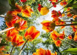 Il Parco del Castello di Pralormo e la fioritura di Messer Tulipano in primavera  - © PotitoAmarena LD