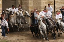 Abrivado dei tori a Aigues Mortes, Provenza - In Camargue, angolo del sud francese dove le tradizioni provenzali si sposano con il folclore spagnolo e gitano, natura e feste popolari creano ...
