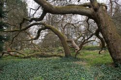 Alberi di catalpa nel giardino dell'isola di Mainau, Germania. Nota anche come albero dei sigari, la catalpa è diffusa in tutti i giardini d'Europa perchè caratterizzata ...