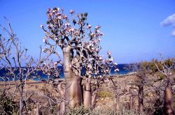 Alberi a Socotra, lungo una spiaggia dell'isola dello Yemen. Dal punto di vista naturalistico, quest'isola presenta un profilo molto interessante. Ha infatti dato origine a diversi endemismi ...