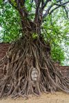 Albero con testa di Budda in arenaria: ci troviamo nel templio di Wat Mahathat in Ayutthaya (Thailandia) - © braedostok / Shutterstock.com