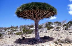 Albero di Dracena a Socotra (sangue di Drago), Oceano Indiano, Yemen. In lingua locale si chiama Dam al-Akhawain, pianta succulenta dalla caratteristica forma di ombrello rivoltato. Appartiene ...