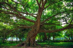 Albero nel Parco Nazionale Cuc Phuong, Ninh Binh: il parco ospita numerose specie animali e vegetali, alcune delle quali anche rare, che vivono indisturbate in questo territorio di oltre 200 ...